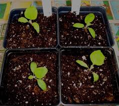 Pingtung Eggplant Plant