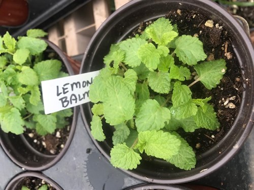 Lemon Balm